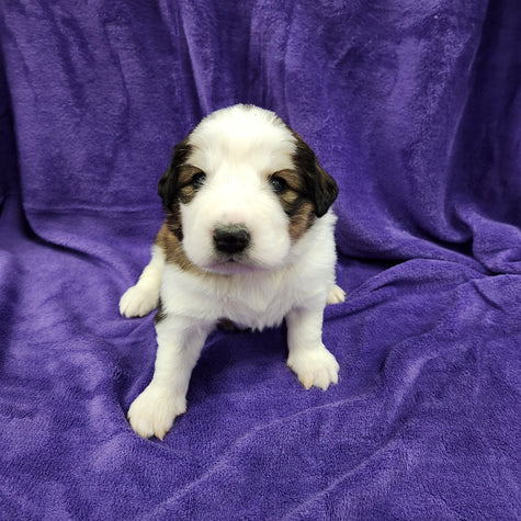 Robin Female Great Bernese