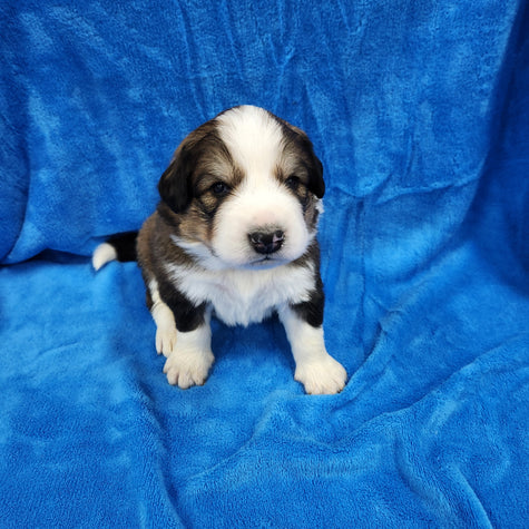 Ted Male Great Bernese