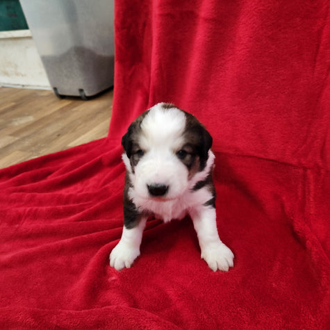 Marshall Male Great Bernese 