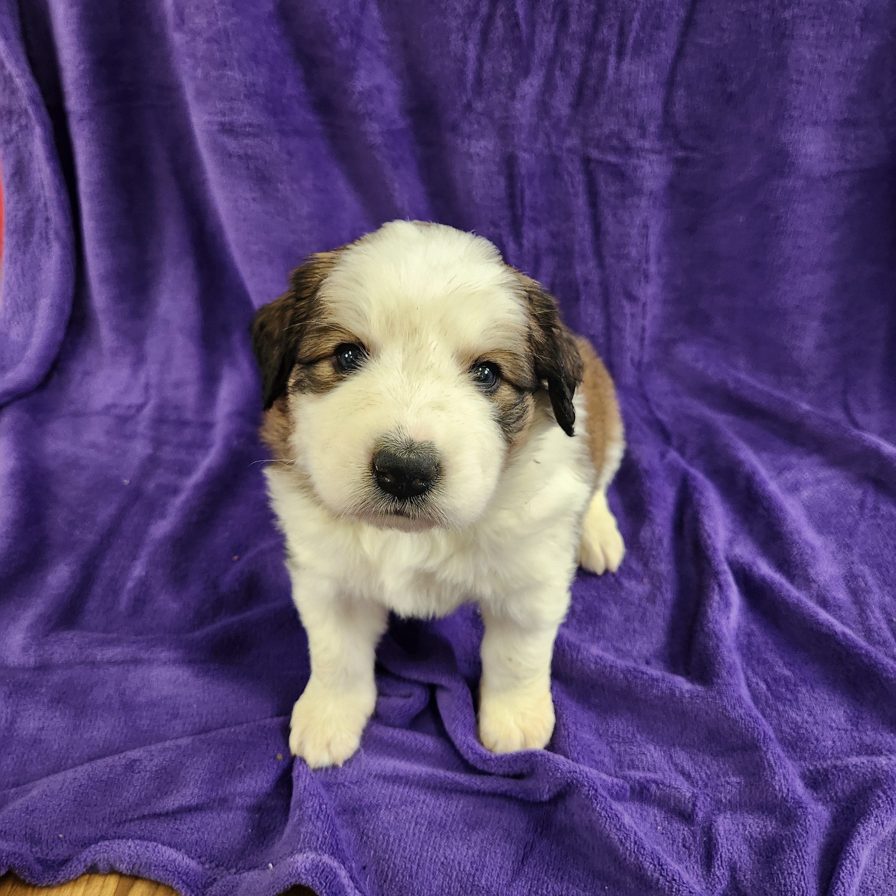 Robin Female Great Bernese