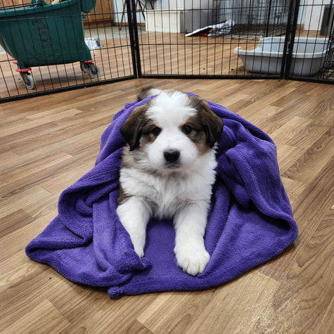 Robin Female Great Bernese