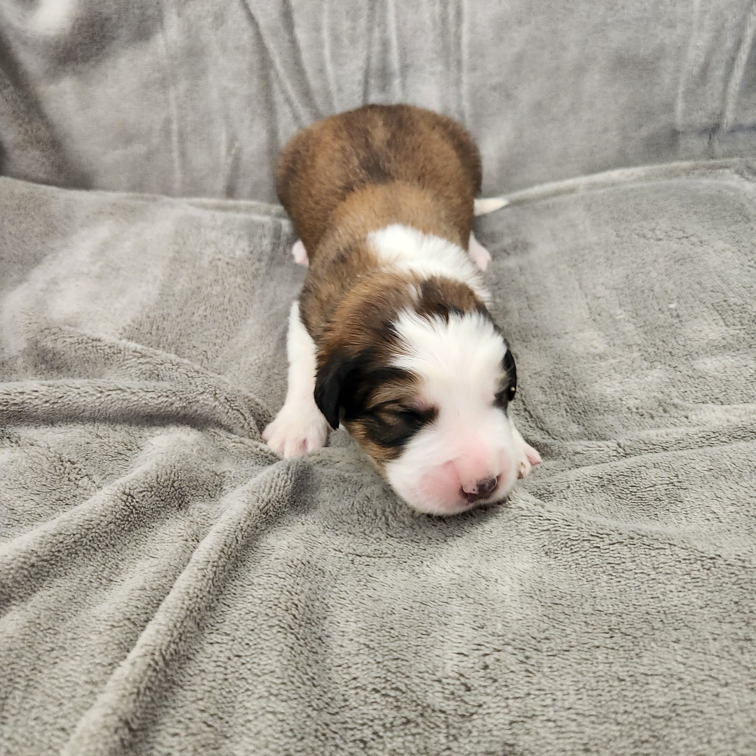 Avonlea female Great Bernese puppy