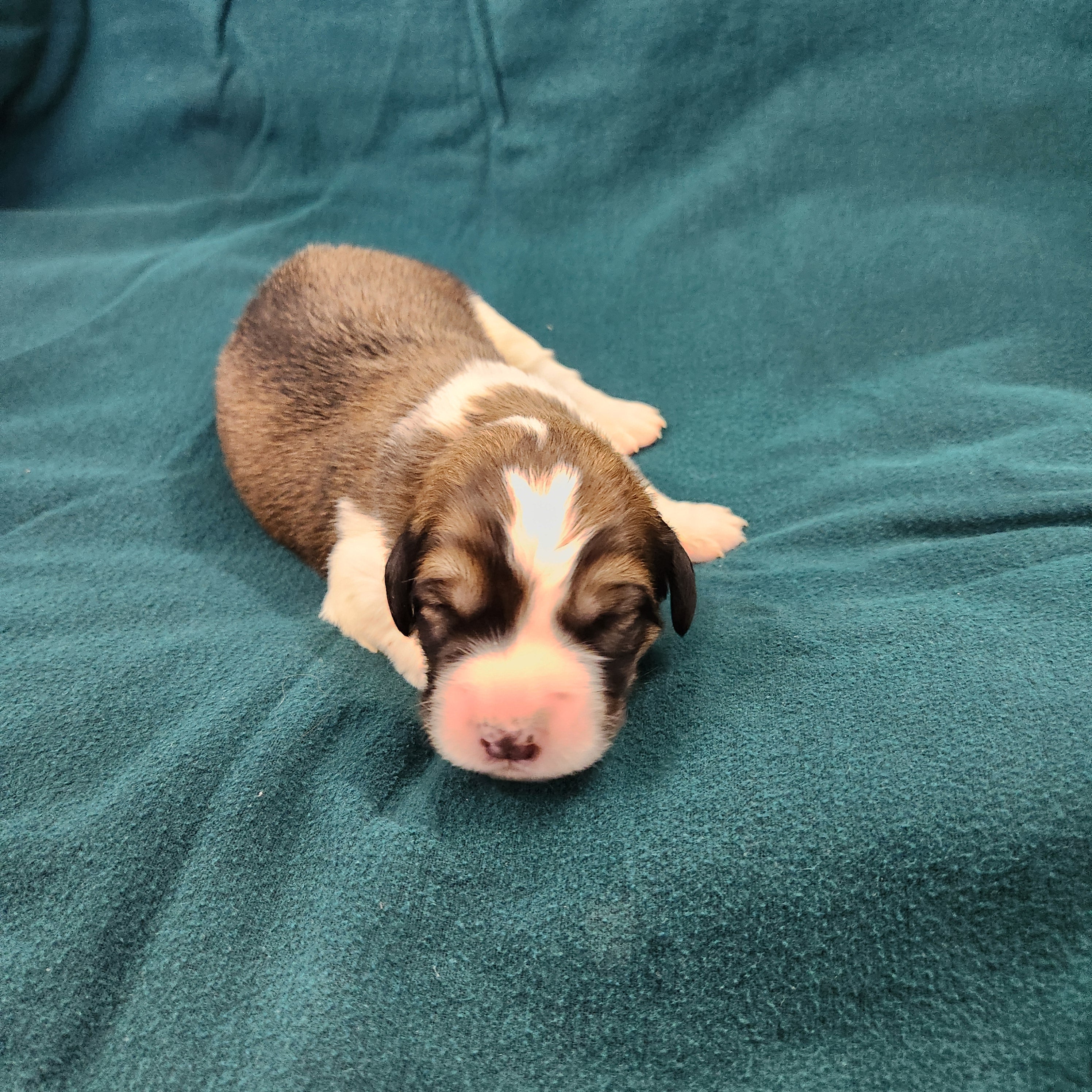 Diana female Great Bernese puppy