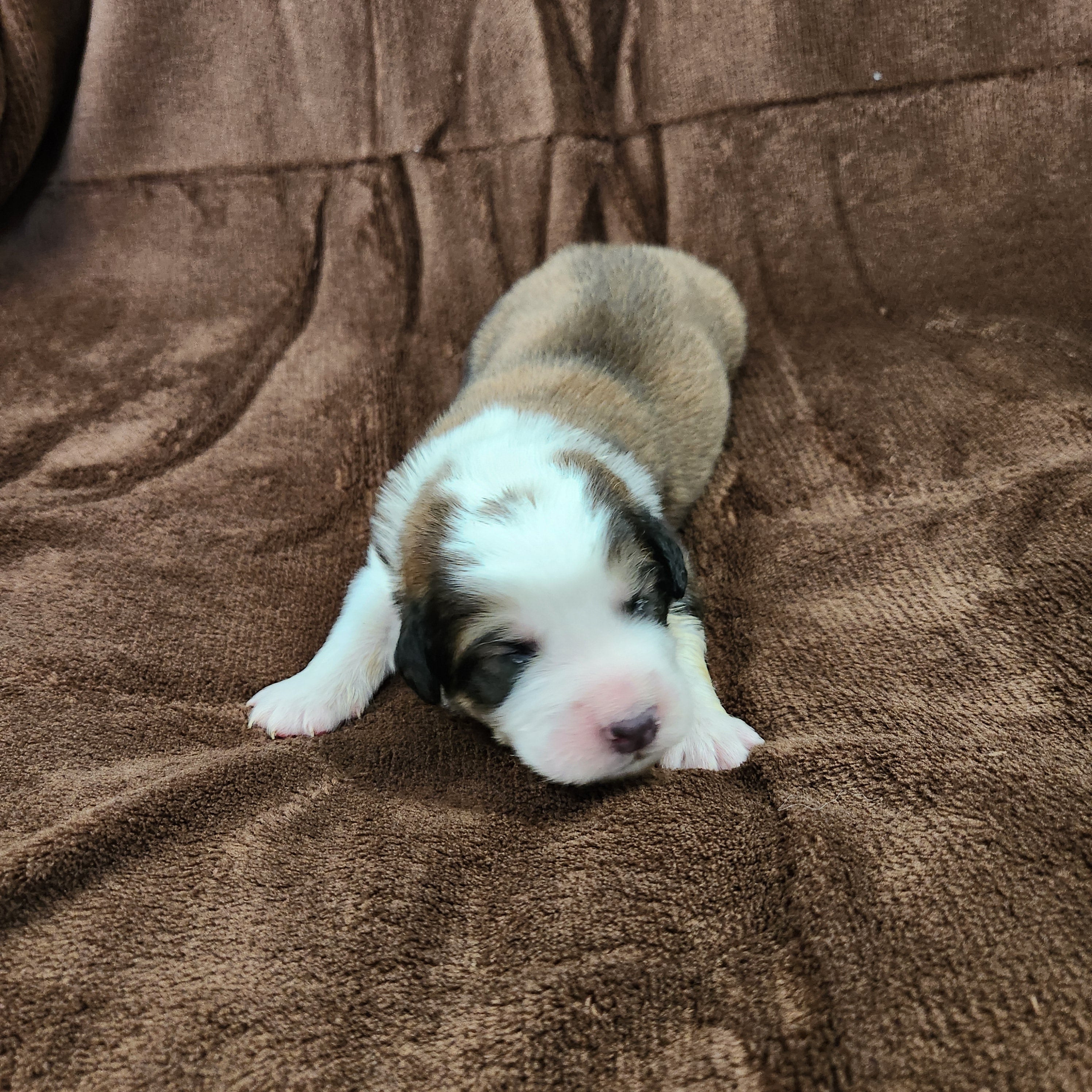 Cuthbert male Great Bernese puppy