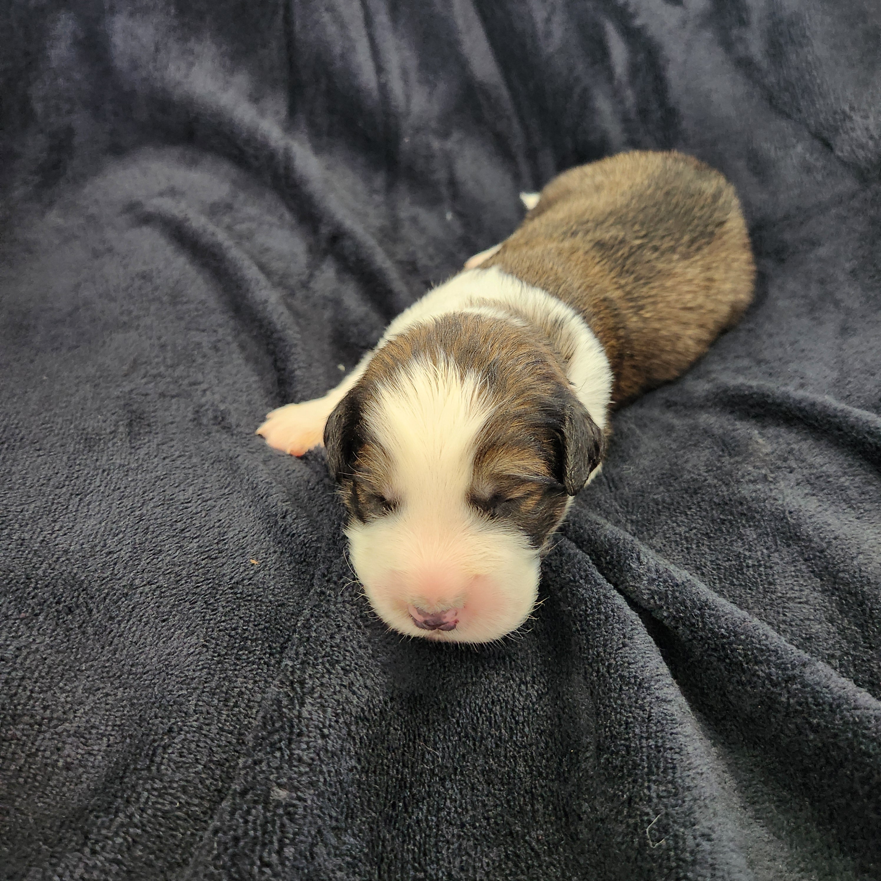 Carrots female Great Bernese puppy