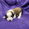 Anne (Available) Female Great Bernese Puppy