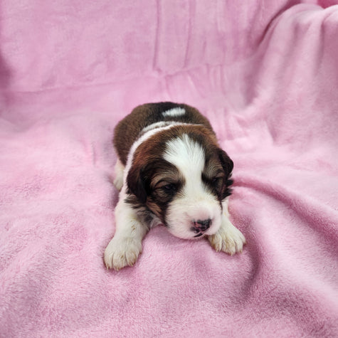 Shirley (Available) Female Great Bernese Puppy