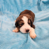 Matthew (Sold) Male Great Bernese Puppy