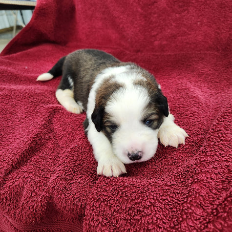 Gilbert (Pending) Male Great Bernese Puppy