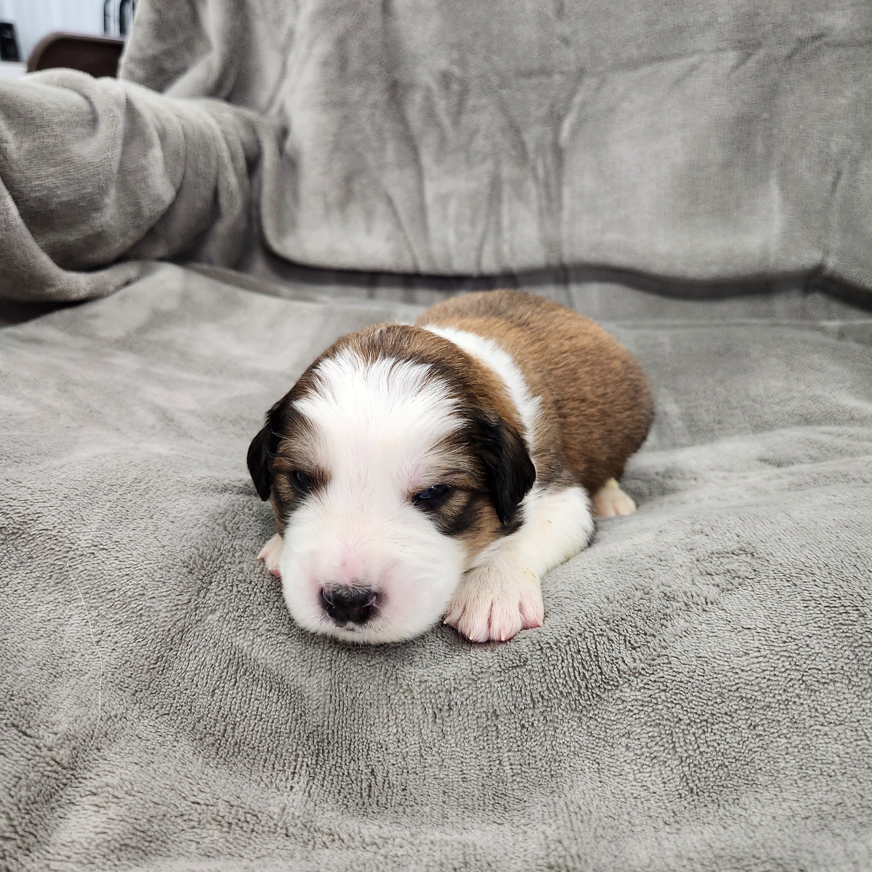 Avonlea (Sold) Female Great Bernese Puppy