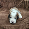 Cuthbert (Sold) Male Great Bernese Puppy