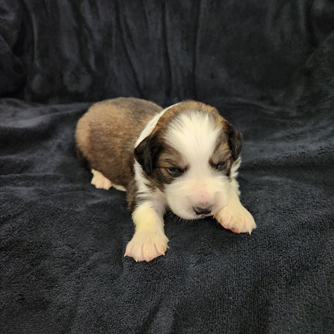 Carrots (Sold) Female Great Bernese Puppy