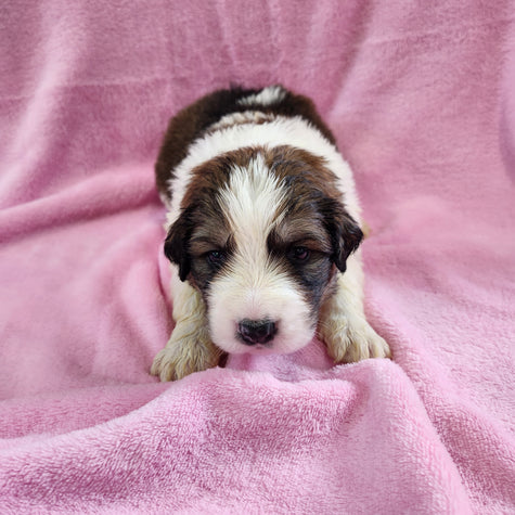 Shirley female Great Bernese puppy
