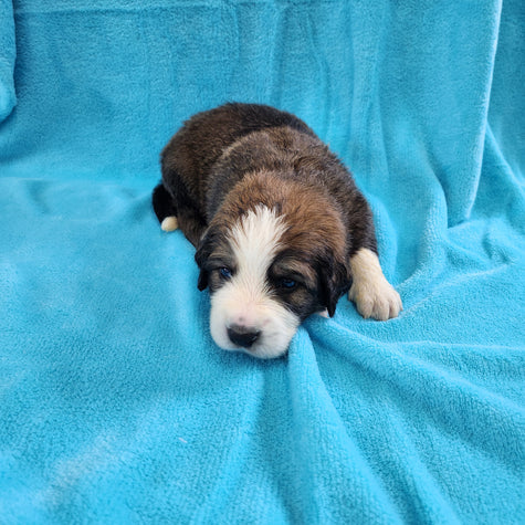 Matthew male Great Bernese puppy