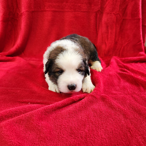 Gilbert male Great Bernese puppy