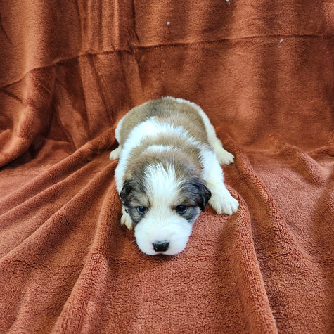 Marilla female Great Bernese puppy
