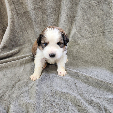 Avonlea female Great Bernese puppy