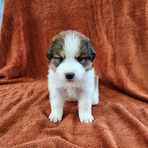 Great Bernese Female Marilla