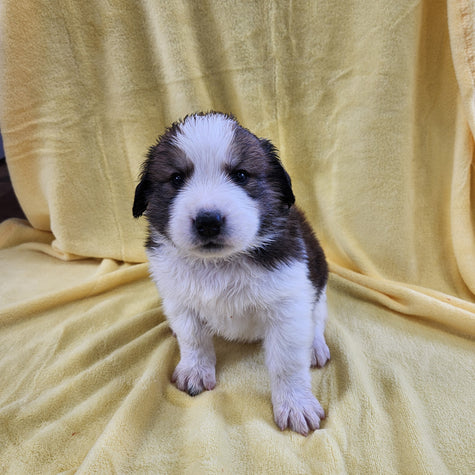 Great Bernese Female Rachael 