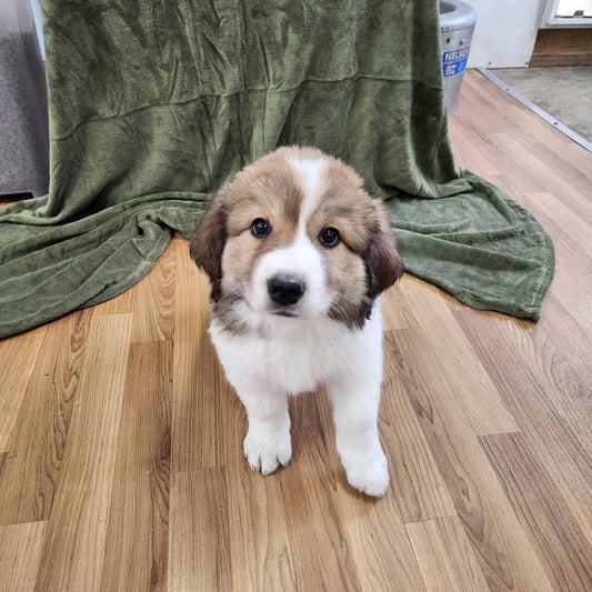 Great Bernese female Diana