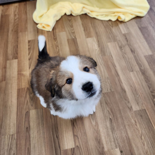Great Bernese female Rachael