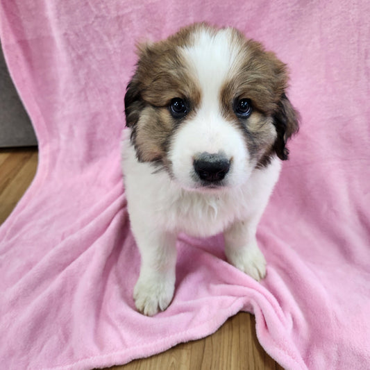 Great Bernese female Shirley