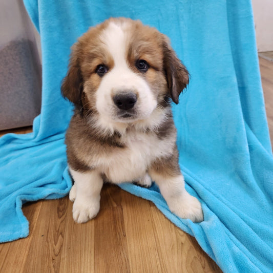Great Bernese male Matthew