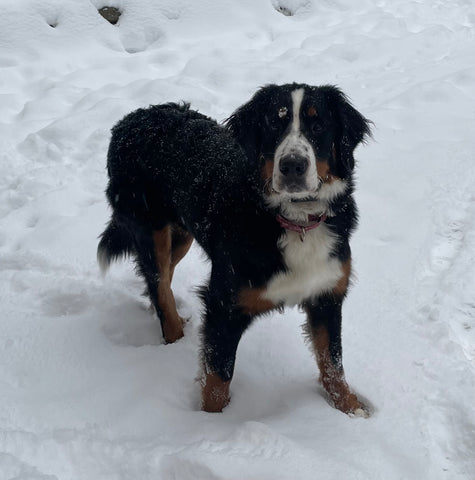 Bernese Mountain Dog - Becky (Dagny)