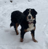 Bernese Mountain Dog - Becky (Dagny)