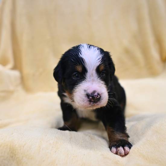 Bernese Mountain Dog puppy - Michelle