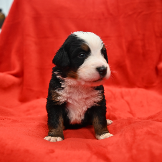 Bernese Mountain Dog puppy - Nicky