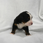 Bernese Mountain Dog puppy - Tommy