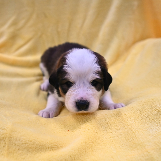 Great Bernese puppy - Peter