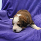 Great Bernese puppy - Susan