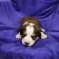Great Bernese Puppy Susan