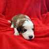 Great Bernese puppy - Aslan