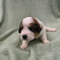 Great Bernese puppy - Edmund
