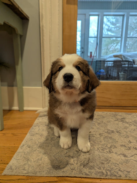 Marshall (Sold) Male Great Bernese Puppy