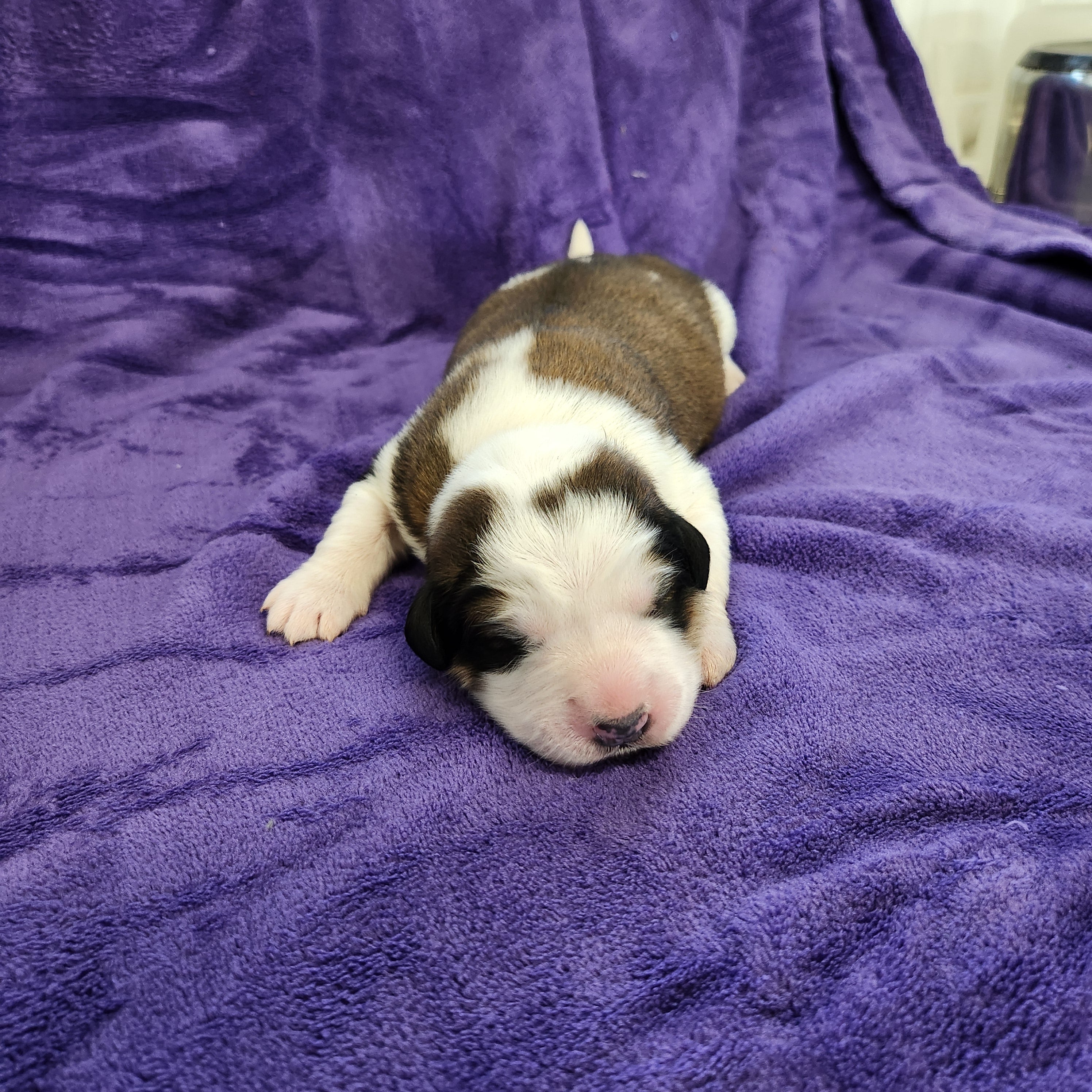 Robin Female great Bernese