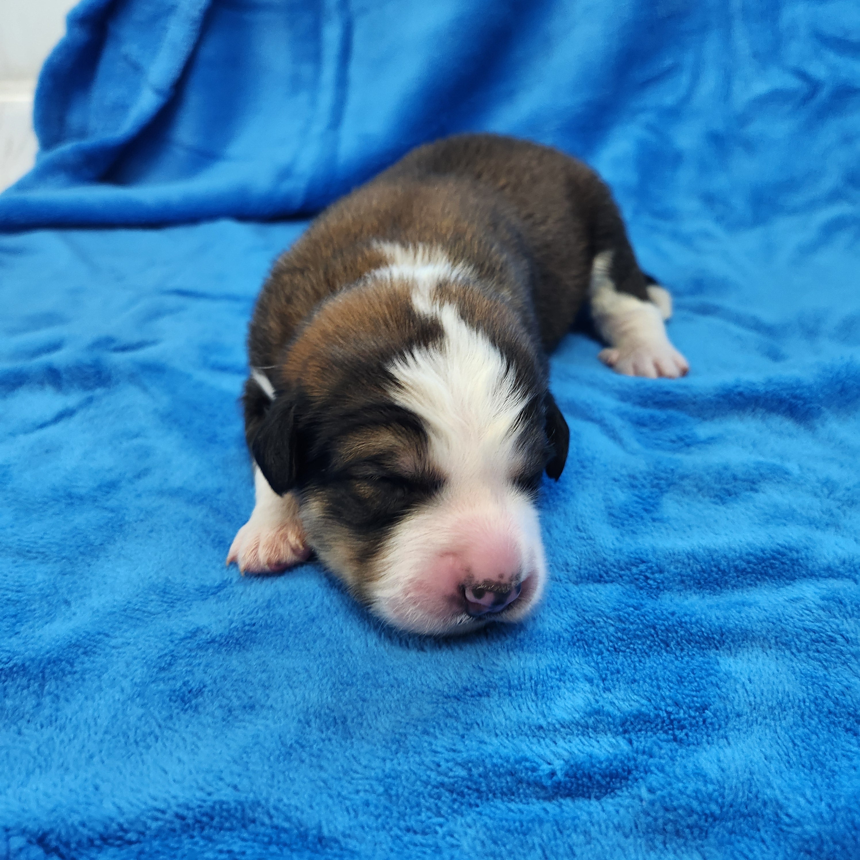 Ted male Great Bernese