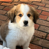 Luigi (Sold) Male Great Bernese Puppy