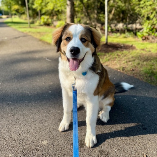 GMSDogs Great Bernese Gilbert