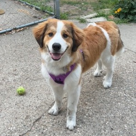 GMS Dogs Great Bernese Marilla