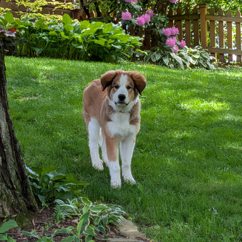 GMS Dogs Marshall Great Bernese