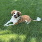 GMS Dogs Great Bernese Moose