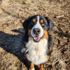 Percival Great Bernese Mountain Dog