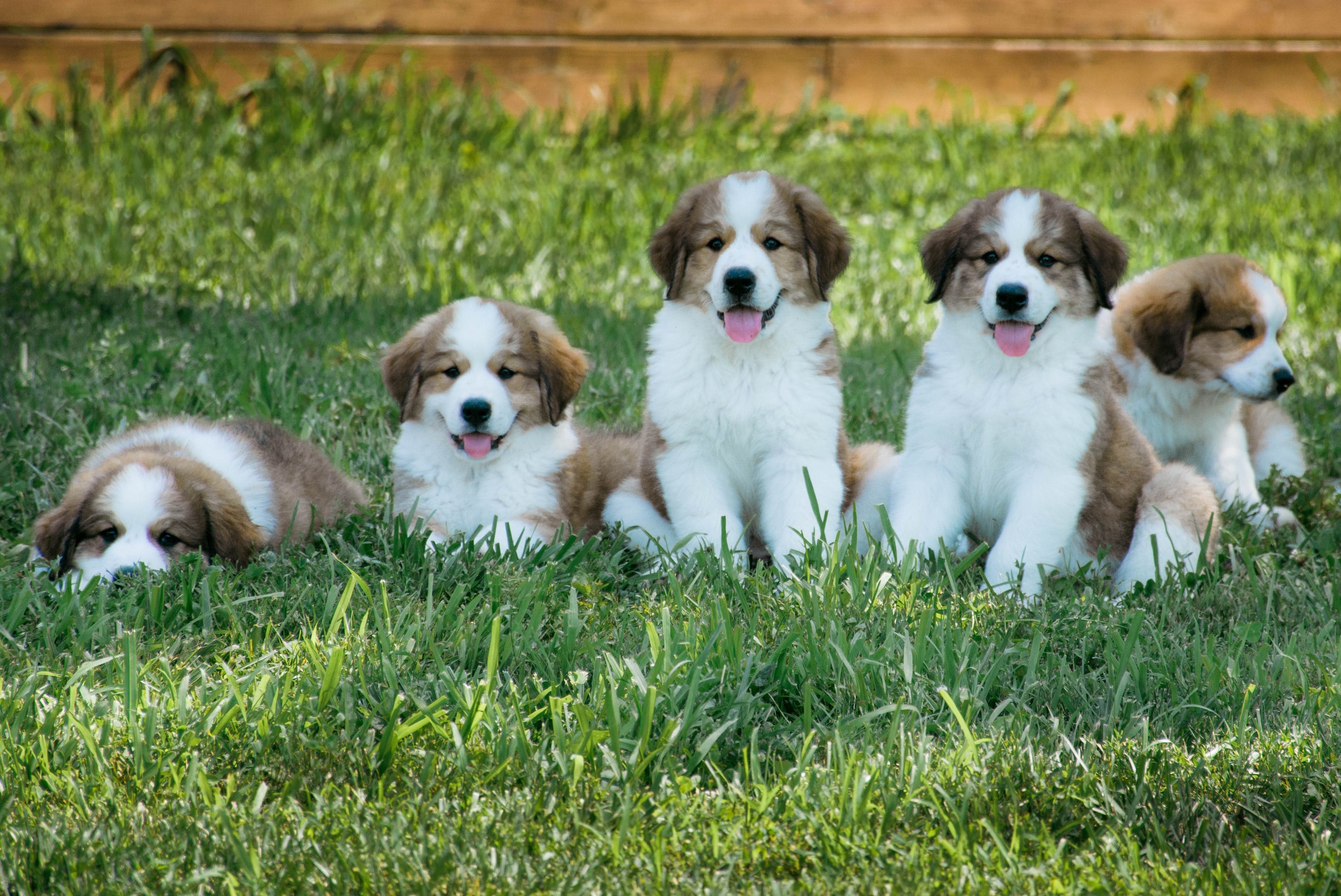 Bernese mountain best sale dog cavalier mix