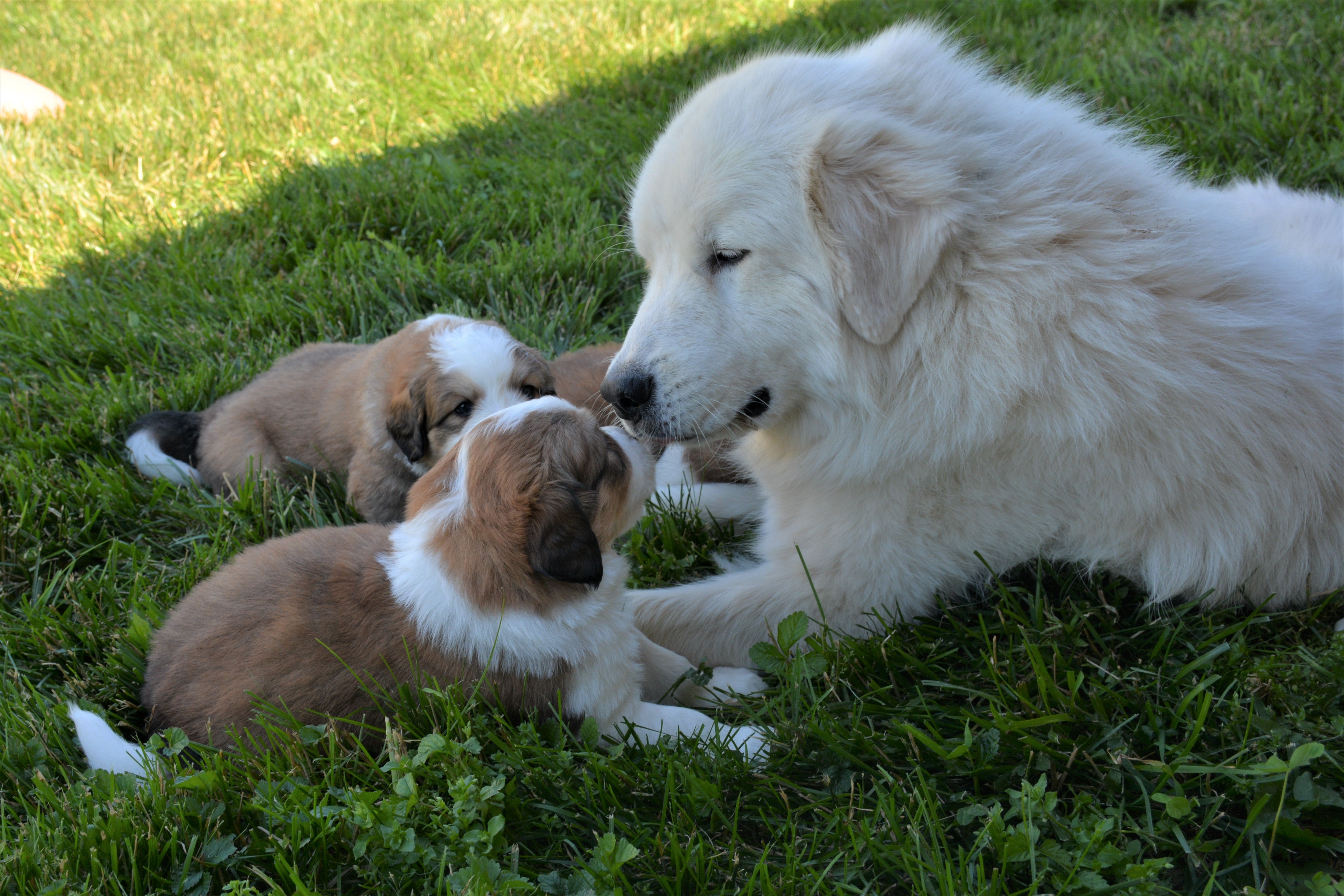 Pyrenean mountain sale puppy