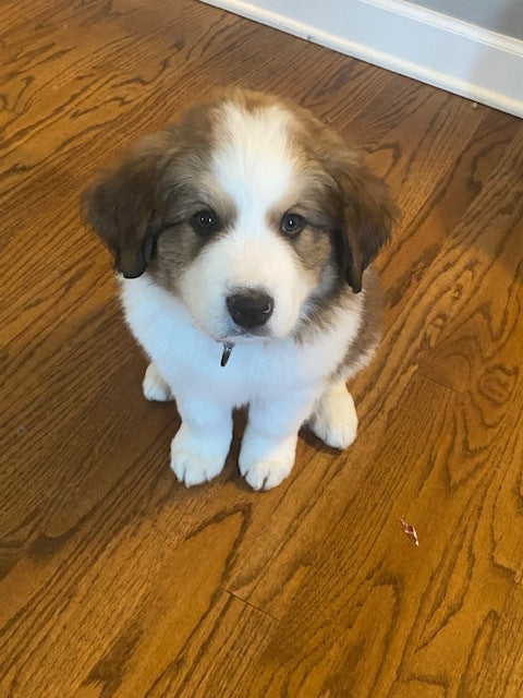 Barney (Sold) Male Great Bernese Puppy