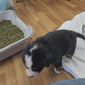 Tommy Male Bernese Mountain Dog Puppy